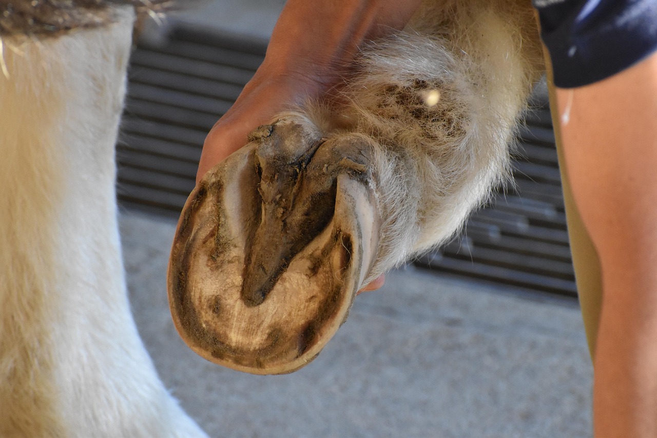 Horse, nature, animal — Skip Hire Prices to Suit Every Budget